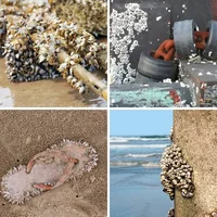Les quatre images du niveau 1265 de 4 Images 1 Mot