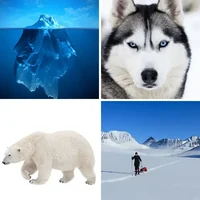 Les quatre images du niveau 1363 de 4 Images 1 Mot
