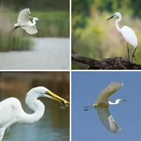 Les quatre images du niveau 1489 de 4 Images 1 Mot