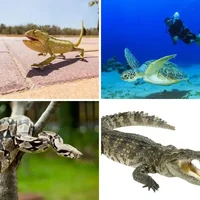 Les quatre images du niveau 2032 de 4 Images 1 Mot