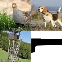 Les quatre images du niveau 435 de 4 Images 1 Mot