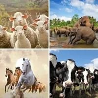 Les quatre images du niveau 567 de 4 Images 1 Mot