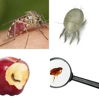 Les quatre images du niveau 970 de 4 Images 1 Mot