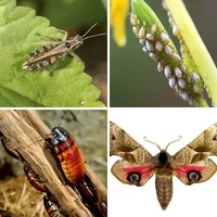 Les quatre images du niveau 978 de 4 Images 1 Mot