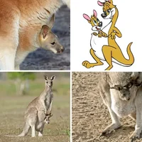 Les quatre images du niveau 1233 de 4 Images 1 Mot